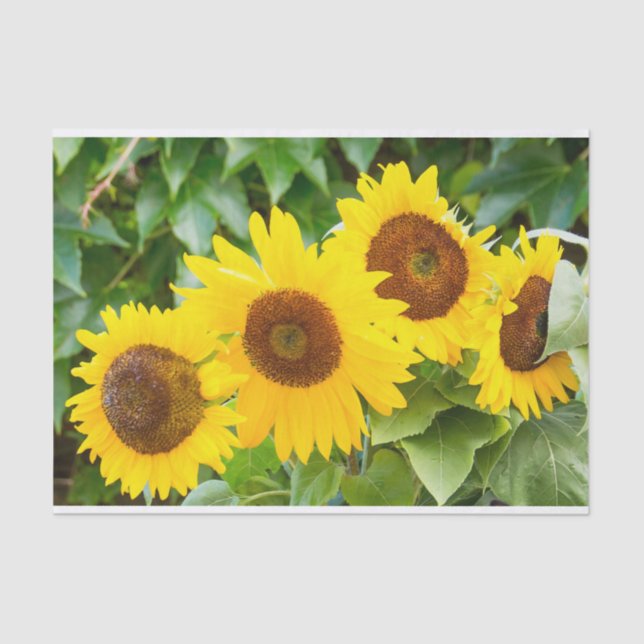 Papel De Seda Simpatia do gato com girassóis (Frente )