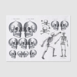 Papel De Seda Skeleton Skull n Ossos Dissociação Colagem Ti
