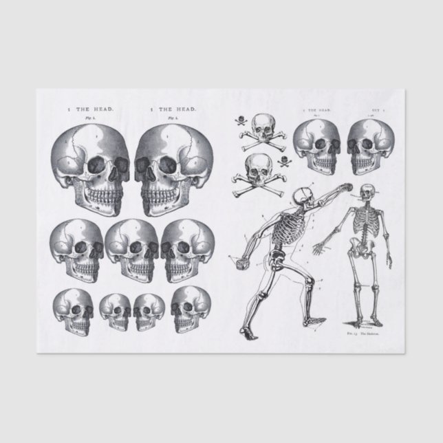 Papel De Seda Skeleton Skull n Ossos Dissociação Colagem Ti (Frente )