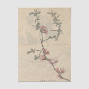 Papel De Seda Sketchbook Pl. 096 por Ariyoshi Kondo