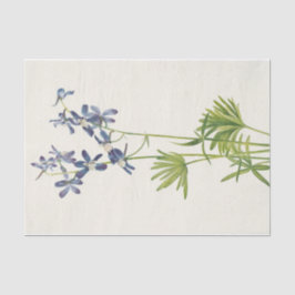 Papel De Seda Slim Larkspur por Mary Vaux Walcott