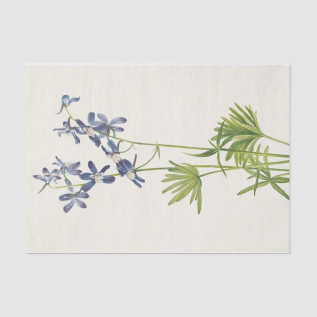Papel De Seda Slim Larkspur por Mary Vaux Walcott (Frente )