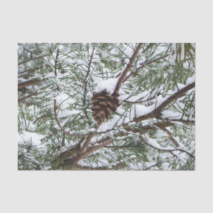 Papel De Seda Snowy Pine Cone II Fotografia de inverno