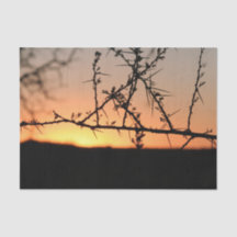 Sol africano com silhueta espinhal de acácia