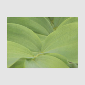 Papel De Seda Solomons Seal