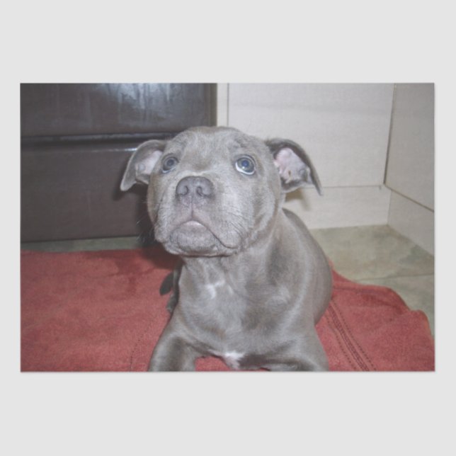 Papel De Seda Sooky Blue Staffordshire Bull Terrier Puppy, (Frente )