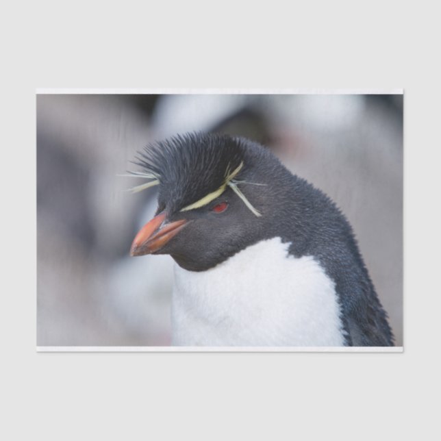 Papel De Seda Southern Rockhopper Penguin (Frente )
