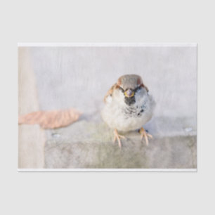 Papel De Seda Sparrow - O Guerreiro