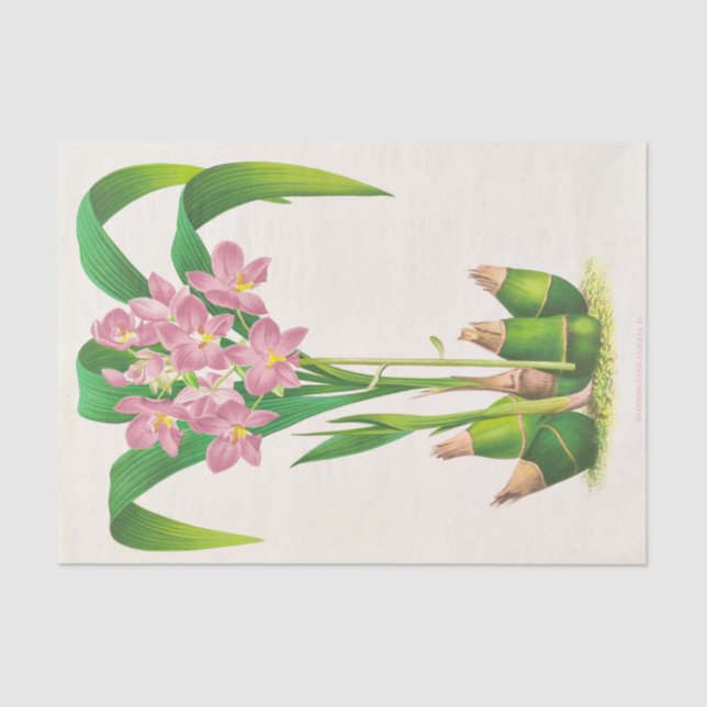 Papel De Seda Spathoglottis Plicata (Orchid), Jean Jules Linden (Frente )