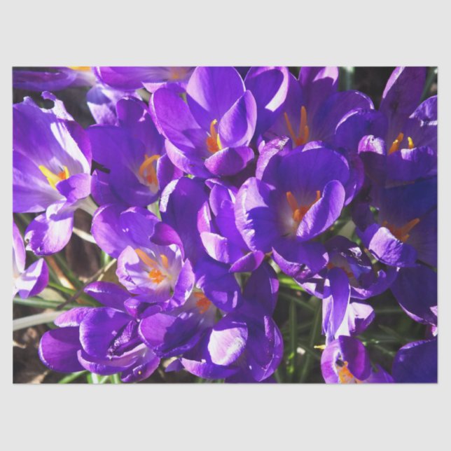 PAPEL DE SEDA SPRING CROCUS (Frente )