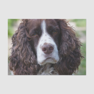 Papel De Seda springer inglês spaniel.png