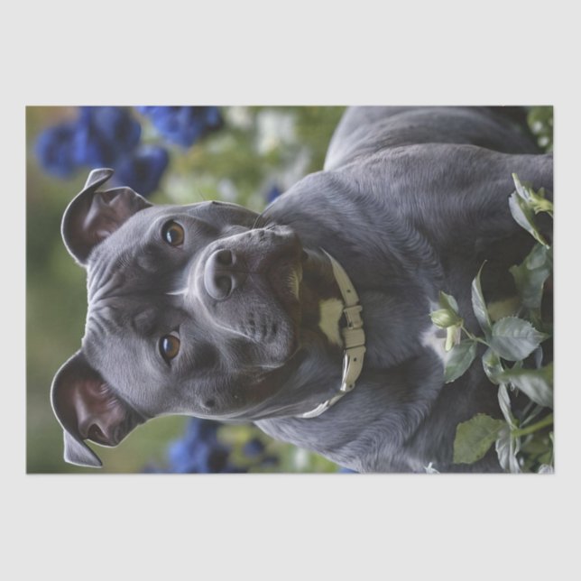 Papel De Seda Staffordshire Bull Terrier In Blue Rosa Garden (Frente )