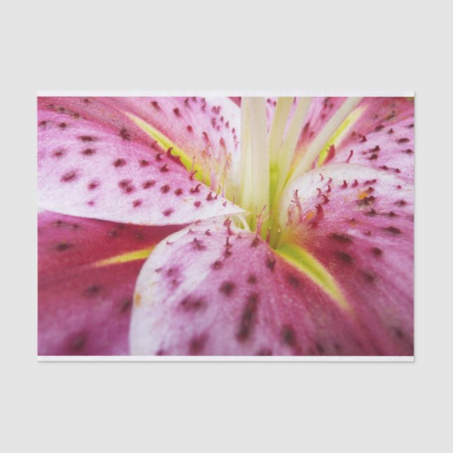 Papel De Seda Stargazer Lily Bright Magenta Floral (Frente )