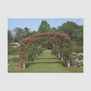 Papel De Seda Subindo Rosa Arch Elizabeth Park Garden Hartford