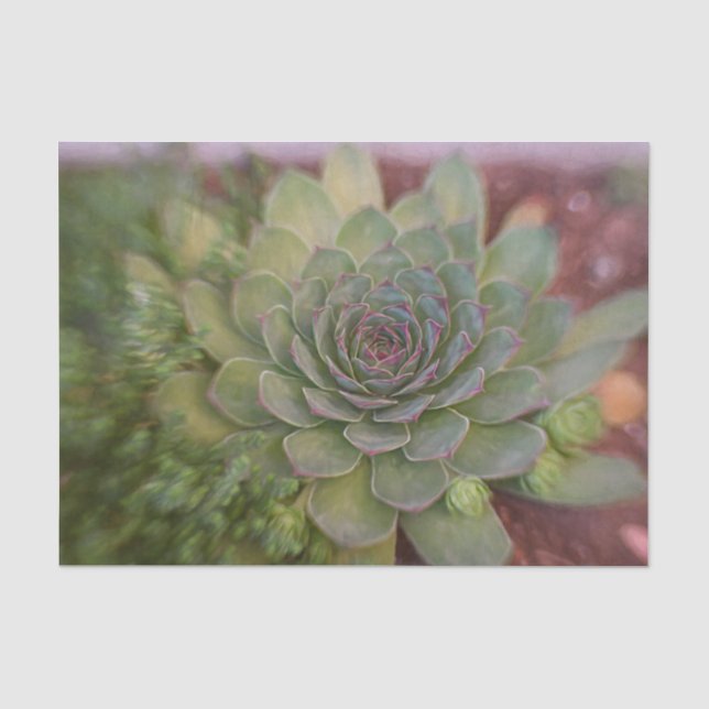 Papel De Seda Suculento Rustico Verde País Aquarela (Frente )