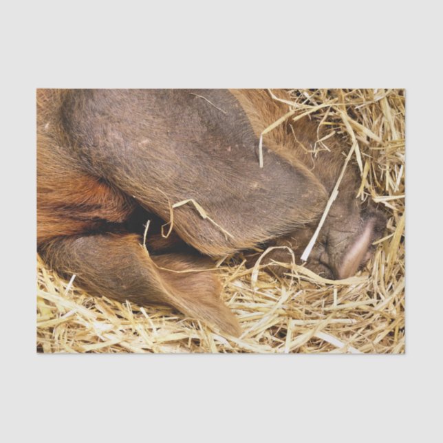 PAPEL DE SEDA SUÍNOS (Frente )