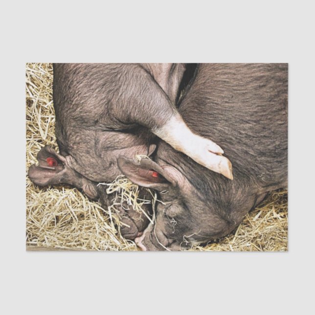 PAPEL DE SEDA SUÍNOS DE DORMIR CUTÂNEOS (Frente )