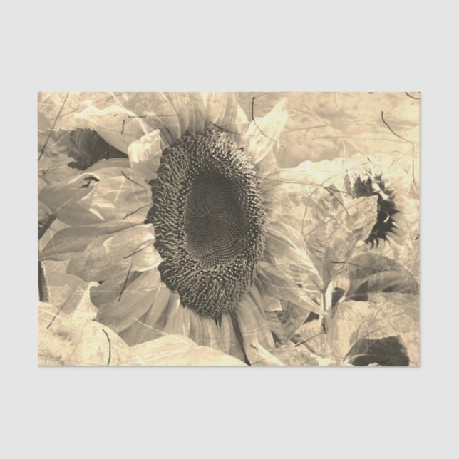 Papel De Seda Sunflower Sepia Beautiful Country Design Floral (Frente )