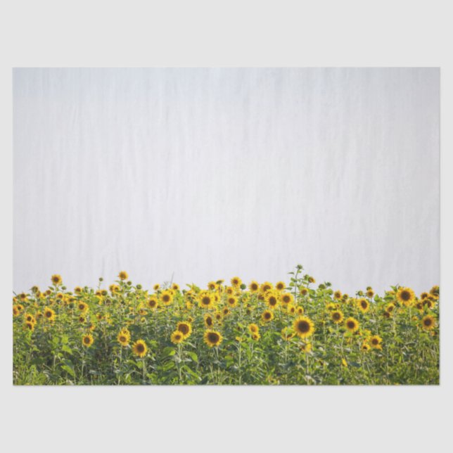 Papel De Seda Sunflowers in a Field (Frente )