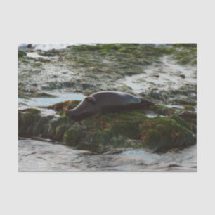 Papel De Seda Sunset Lit Harbor Seal II em San Diego