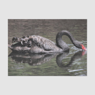 Papel De Seda Swan Negro