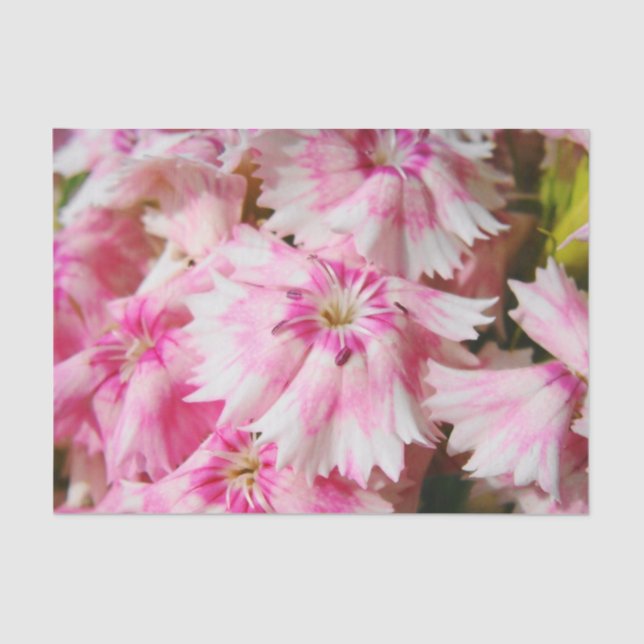 Papel De Seda Sweet William Flowers (Frente )
