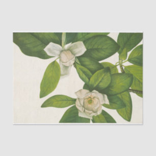 Papel De Seda Sweetbay por Mary Vaux Walcott