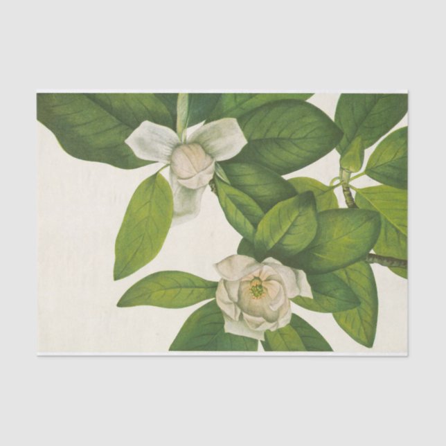 Papel De Seda Sweetbay por Mary Vaux Walcott (Frente )