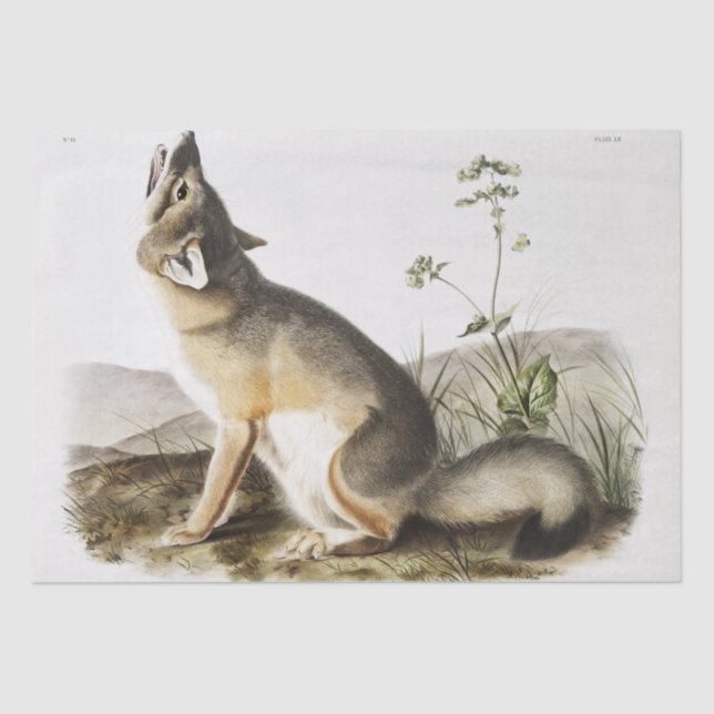 Papel De Seda Swift Fox (Vulpes velox) do quadro vivíparo (Frente )
