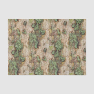 Papel De Seda Sycamore Tree Latido Moss Lichen