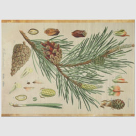 Papel De Seda Tecido de dissociação do pinho de Natal