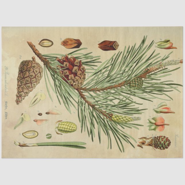 Papel De Seda Tecido de dissociação do pinho de Natal (Frente )