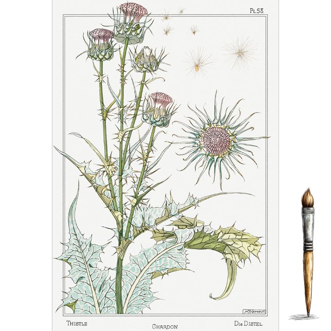 Papel De Seda Thistle, Eugene Grasset's Botany Series (Criador carregado)