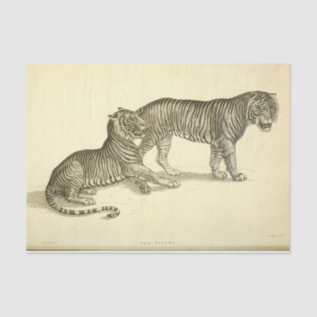 Papel De Seda Tiger Ephemera Decoupage (Frente )