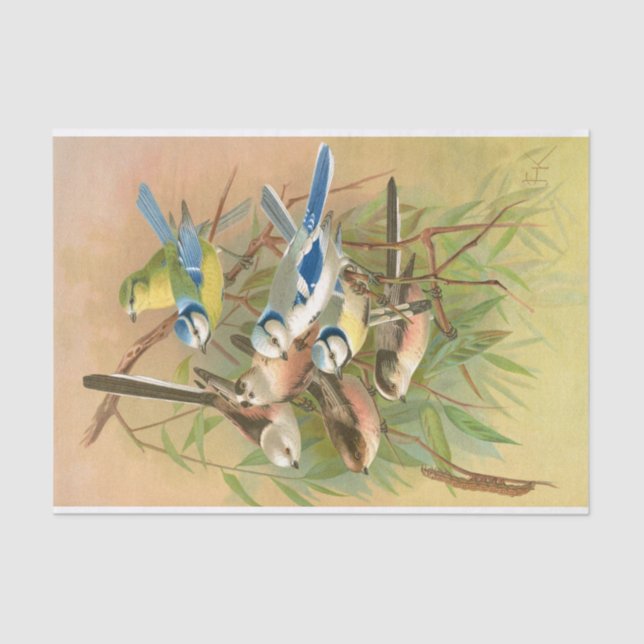 Papel De Seda Tinta azul-eurasiática e teta de cauda longa, Desl (Frente )