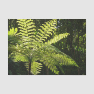 Papel De Seda Tree Fern na Floresta Tropical