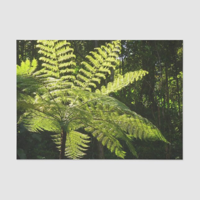 Papel De Seda Tree Fern na Floresta Tropical (Frente )