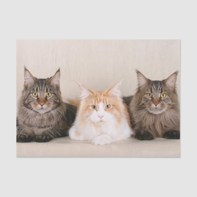 Papel De Seda Três Gatos De Maine Coon (Frente )