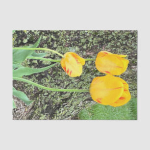 Papel De Seda Três Tulipas Amarelas /