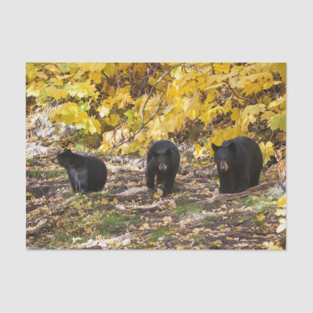 Papel De Seda Três Ursos (Frente )