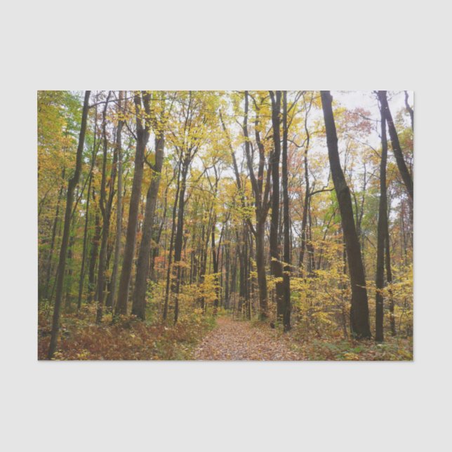 Papel De Seda Trilha de Outono e Folhas Douradas no Laurel Hill  (Frente )