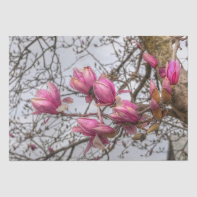 Papel De Seda Tulip Tree Blossoms (Frente )