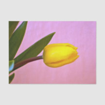 Tulipa Amarela, Folhas Verdes, sobre Rosa