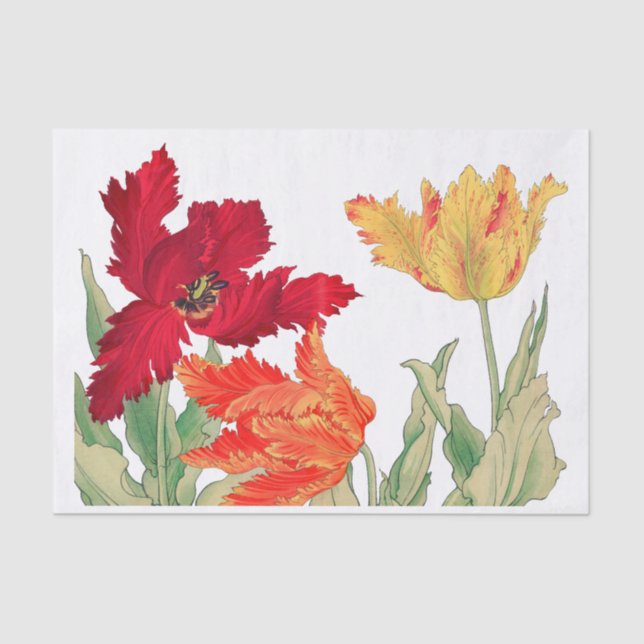 Papel De Seda Tulipa de papagaio, Decoupage Floral (Frente )