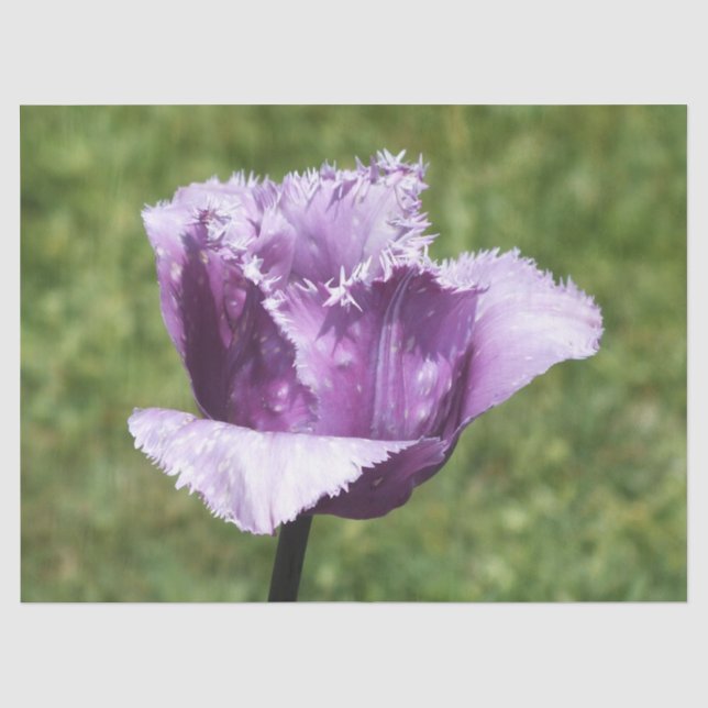 Papel De Seda Tulipa de ponta roxa (Frente )