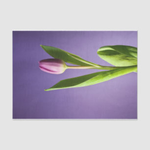 Papel De Seda Tulipa púrpura