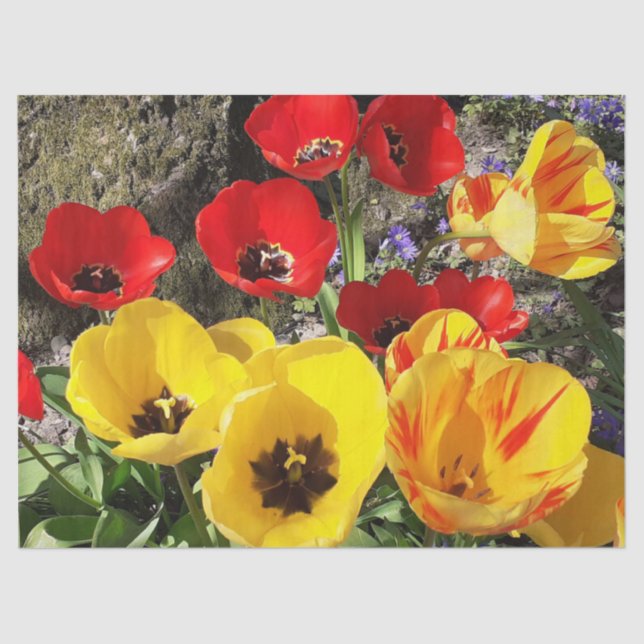 Papel De Seda Tulipas Amarelas e Vermelhas (Frente )