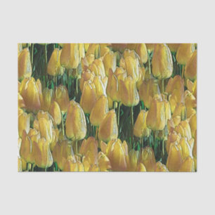 Papel De Seda Tulipas Amarelas Sunshine
