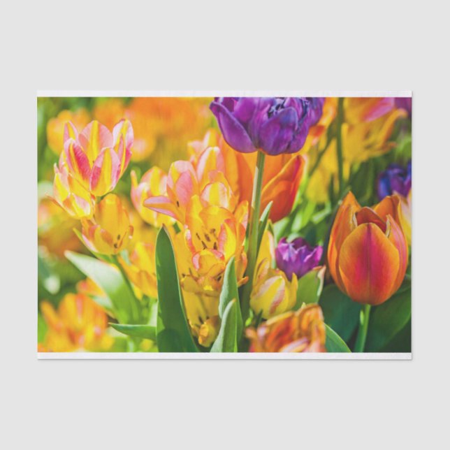 Papel De Seda Tulipas Encantando 01 (Frente )