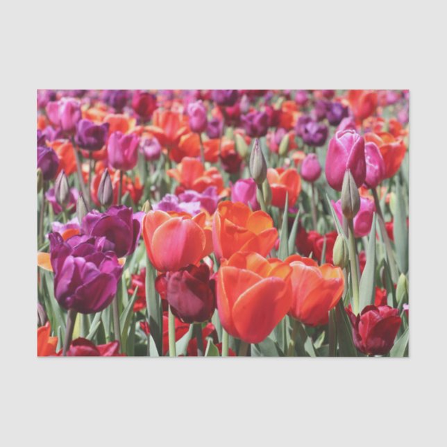 Papel De Seda Tulipas Quentes Quentes (Frente )